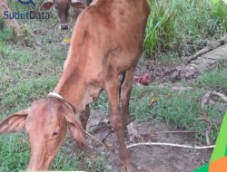 Pria Berinisial RM Diduga Gelapkan Lembu Titipan