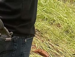 Saat Dugaan Pengerusakan Lahan Warga Berlangsung, Seorang Pria Diduga Membawa Senjata Api Di Lokasi